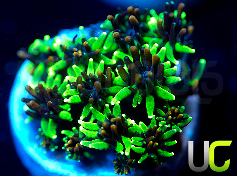 Sonic the Hedgehog Galaxia