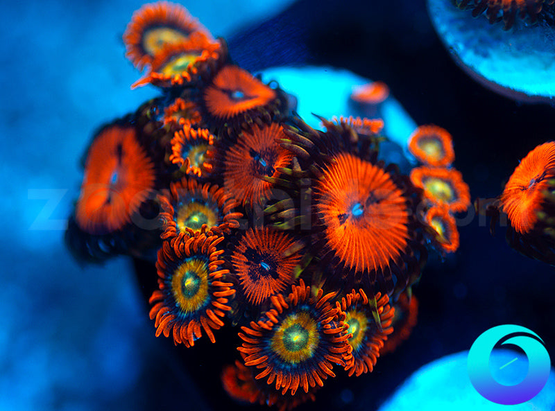 Blood Suckers and Speckled Fire Combo