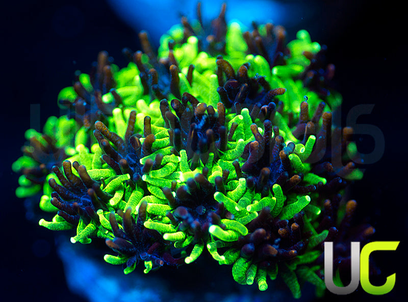 Sonic the Hedgehog Galaxia