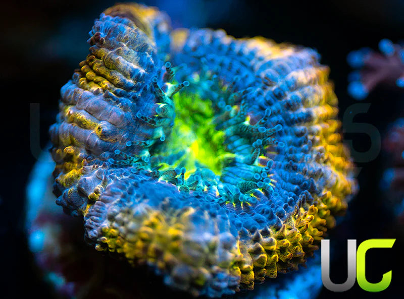 UC Disco Bomb Micro Lord