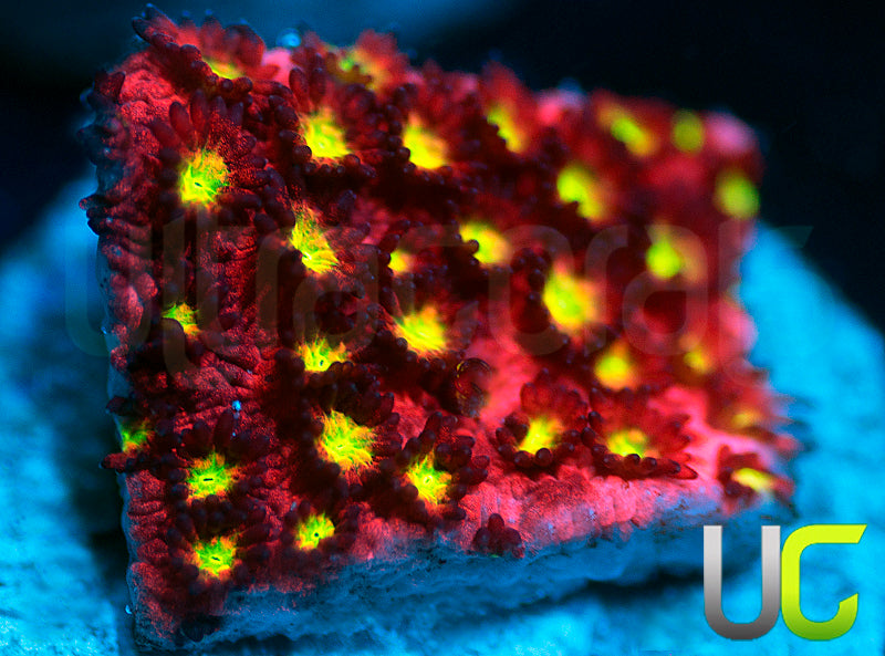 UC Sweet Tart Madracis