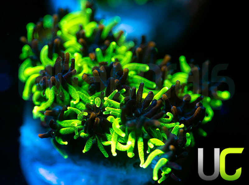 Sonic the Hedgehog Galaxia