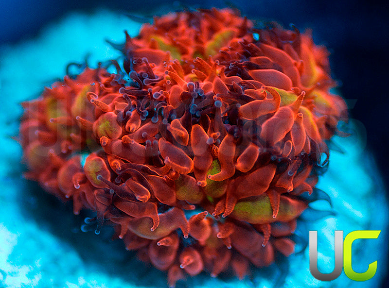 UC Blue Raven Blastos