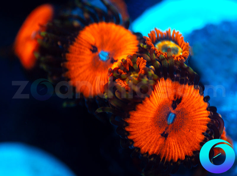 Blood Suckers and Speckled Fire Combo