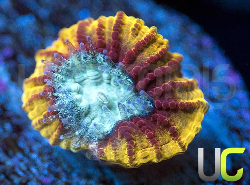 UC Skyfall Micromussa Diminuta