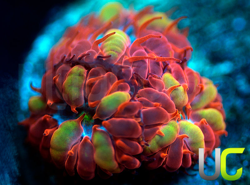 UC Blue Raven Blastos