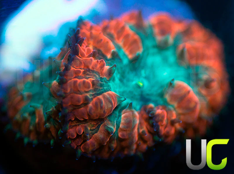 UC Home Stretch Blasto