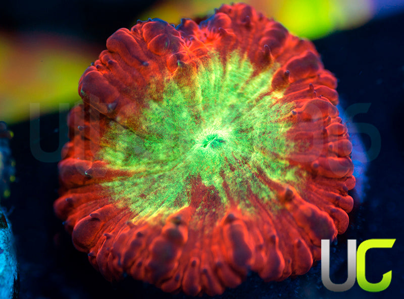 UC Kaleidoscope Blasto