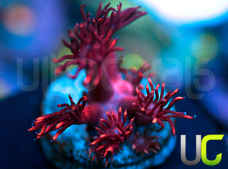 UR Radioactive Plum Goni