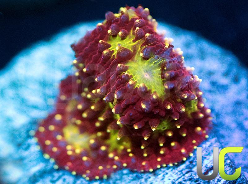 UC Fruit Punch Litho