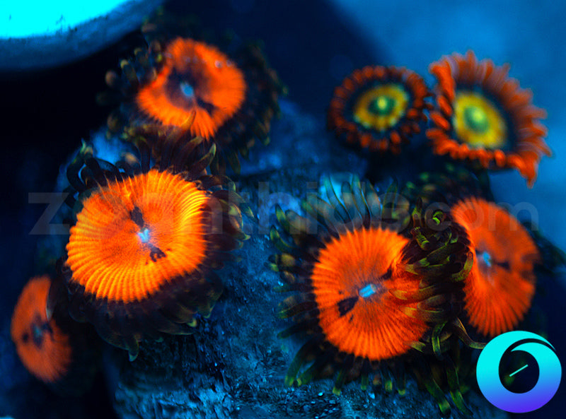 Blood Suckers and Speckled Fire Combo