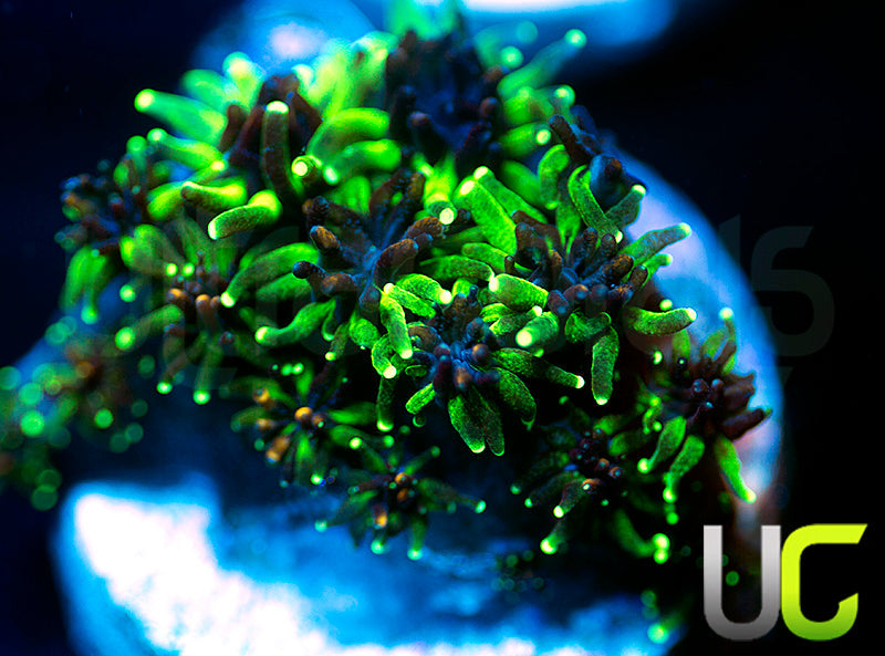 Sonic the Hedgehog Galaxia