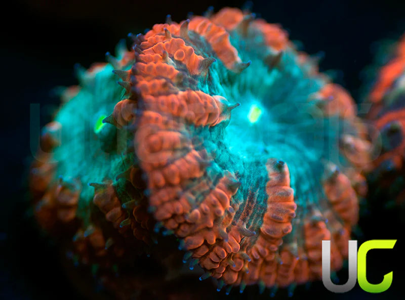 UC Home Stretch Blasto