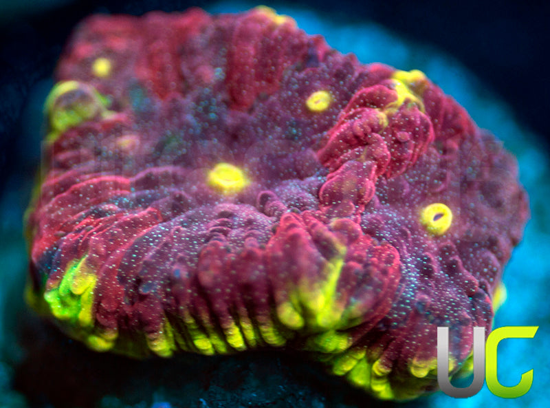 UC Sour Patch Favites