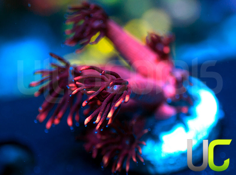 UR Radioactive Plum Goni