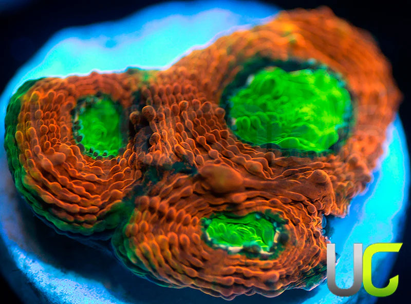 Agent Orange Echinata