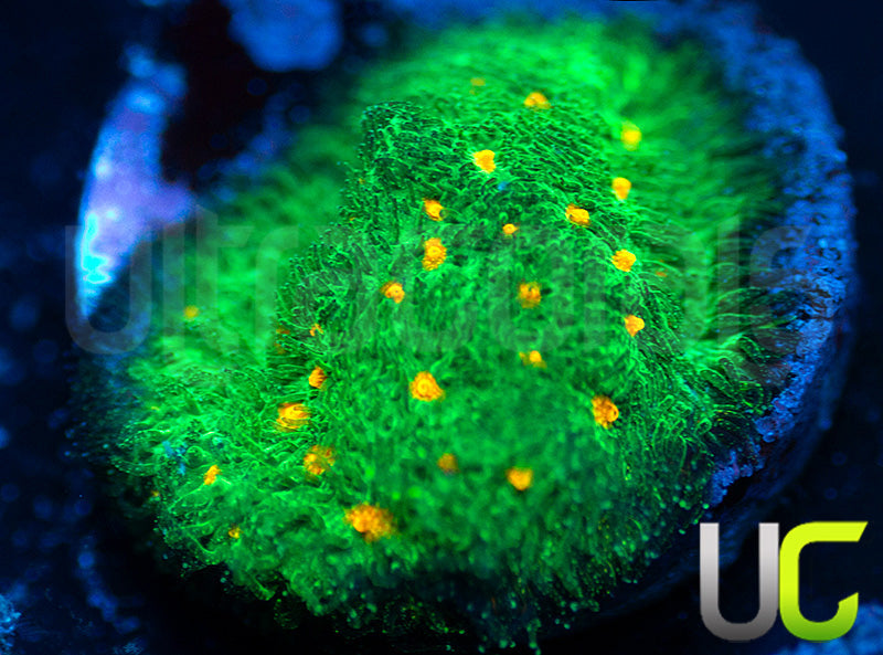 CC Smashing Pumpkins Psammocora