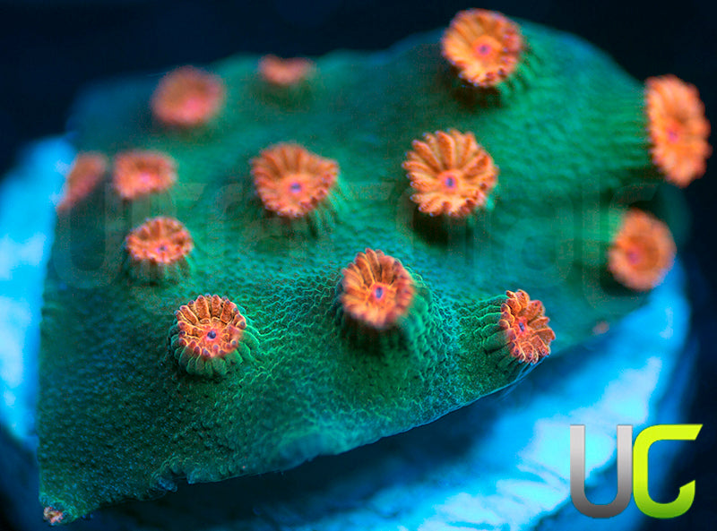 Meteor Shower Cyphastrea