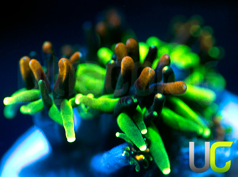 Sonic the Hedgehog Galaxia