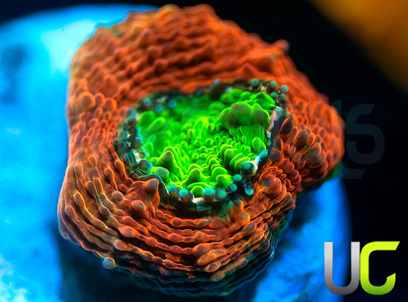 Agent Orange Echinata