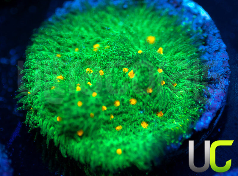 CC Smashing Pumpkins Psammocora