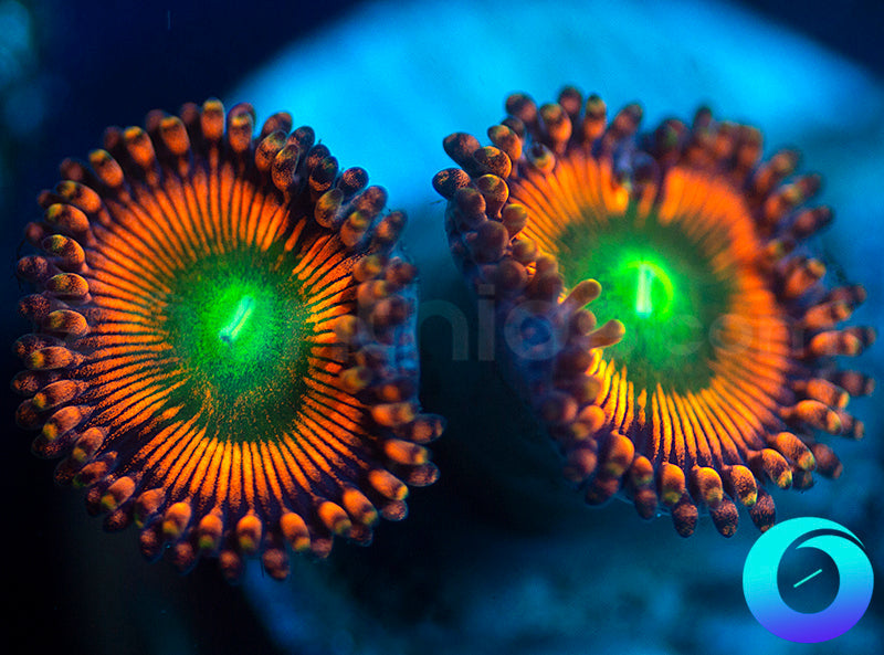 NEW RELEASE: Level Up