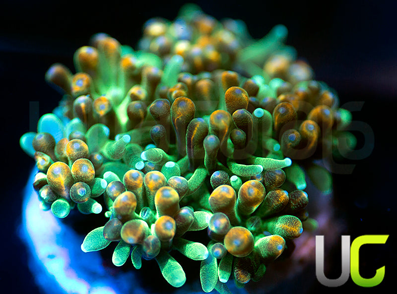 UC Roman Candle Galaxia