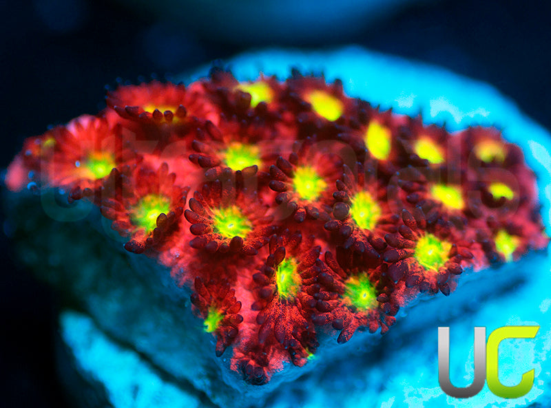 UC Sweet Tart Madracis