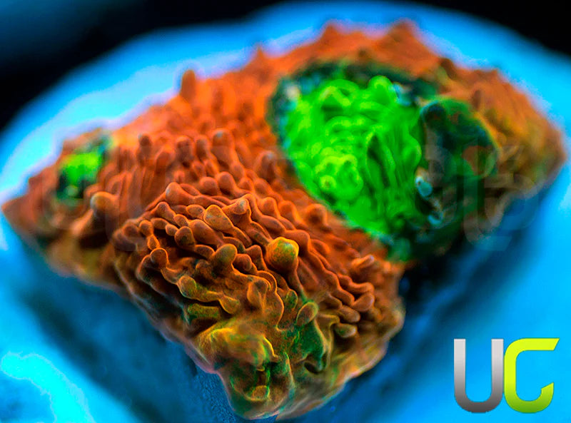 Agent Orange Echinata