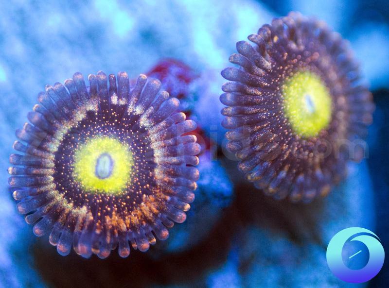 WWC Halle Berry