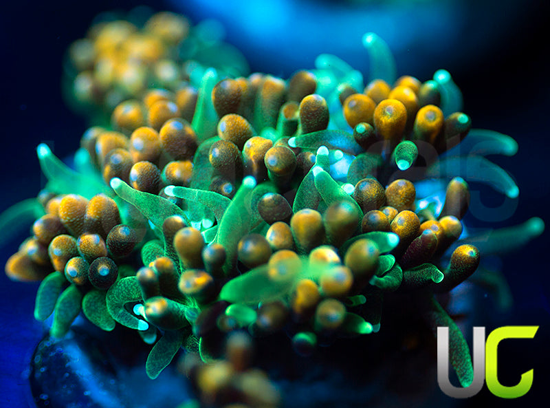 UC Roman Candle Galaxia