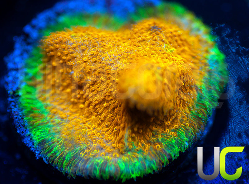 Watermelon Psammocora