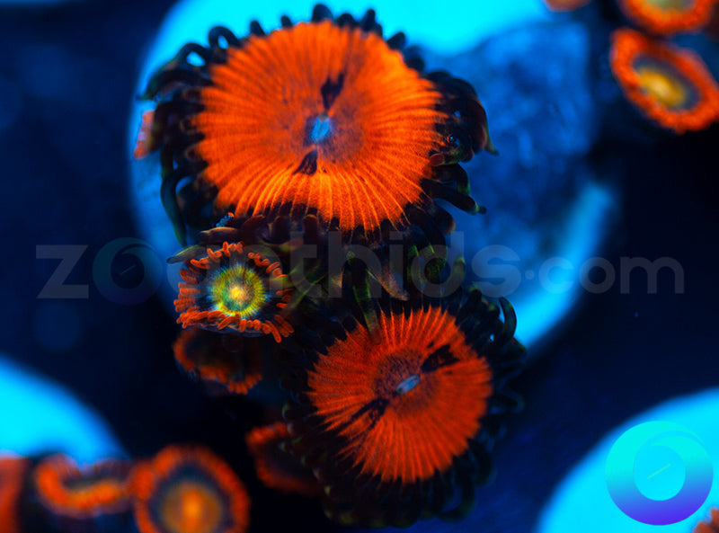 Blood Suckers and Speckled Fire Combo