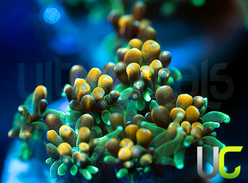 UC Roman Candle Galaxia