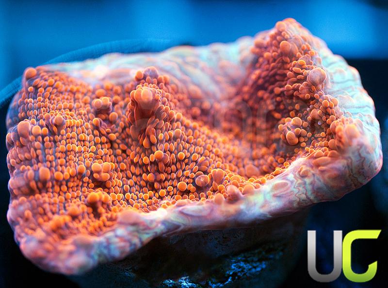 UC Metallic Red Lava Chalice