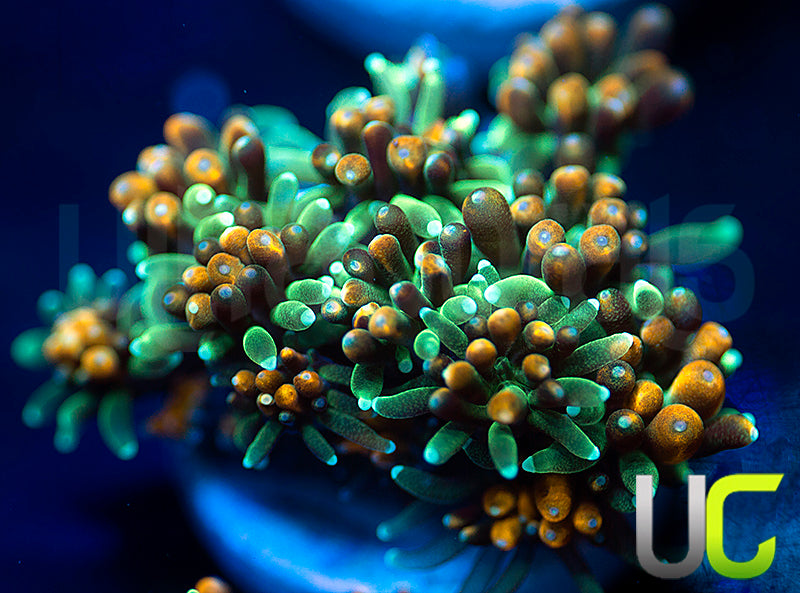 UC Roman Candle Galaxia