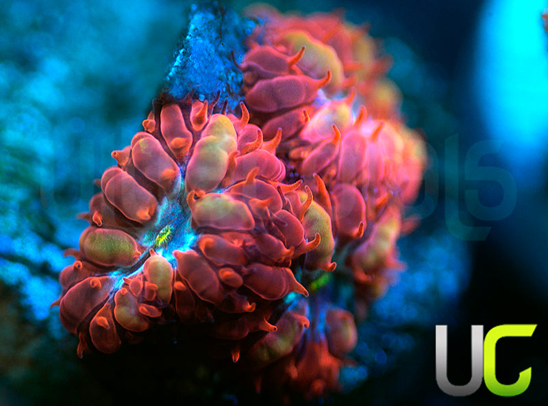 UC Blue Raven Blastos