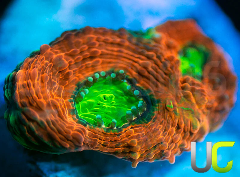 Agent Orange Echinata