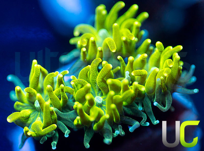 UC Lemon Lime Galaxia