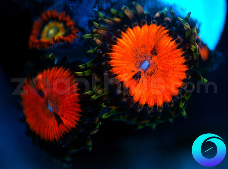 Blood Suckers and Speckled Fire Combo