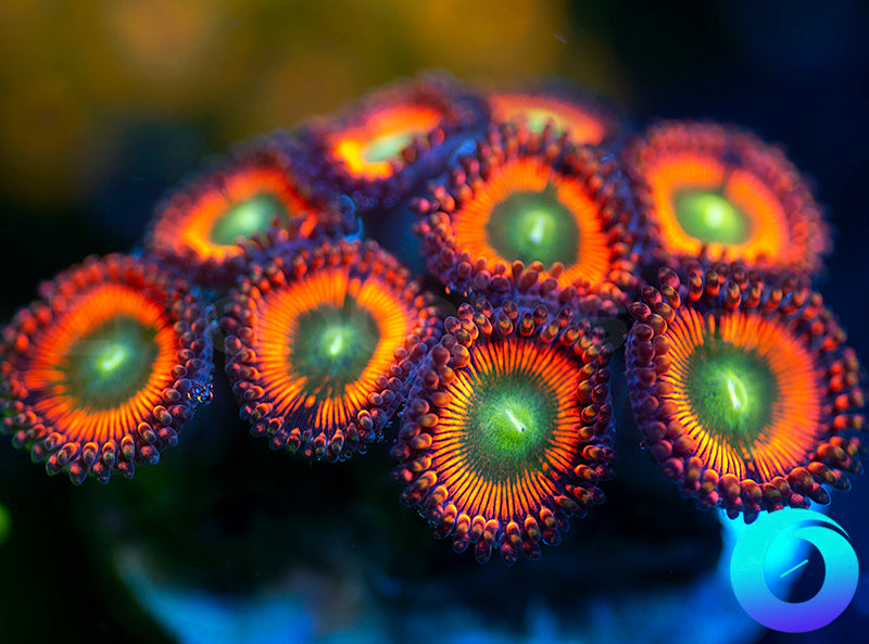 NEW RELEASE: Level Up