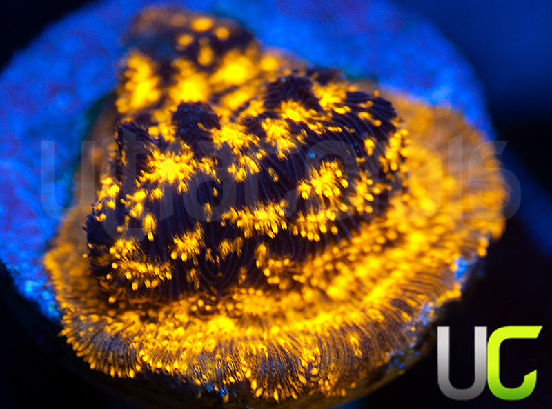 UC Blinding Lights Psammocora