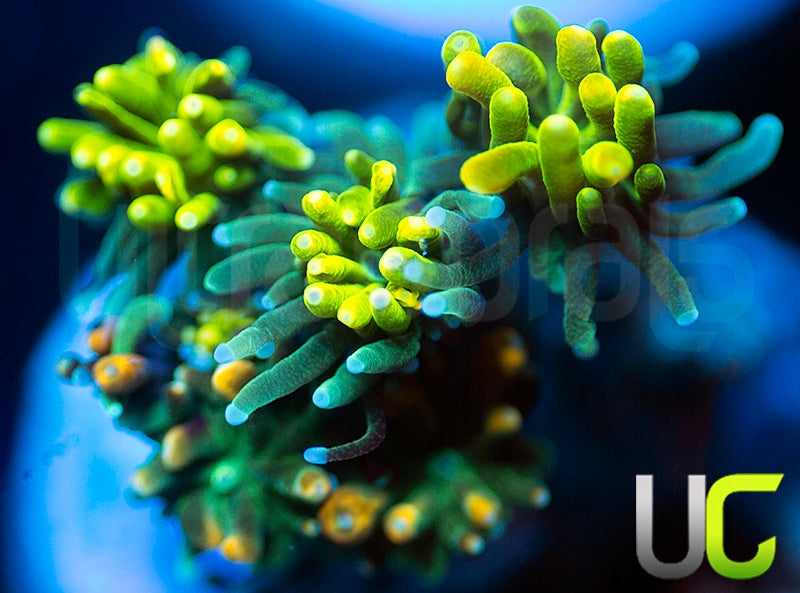 UC Lemon Lime & Roman Candle Galaxia