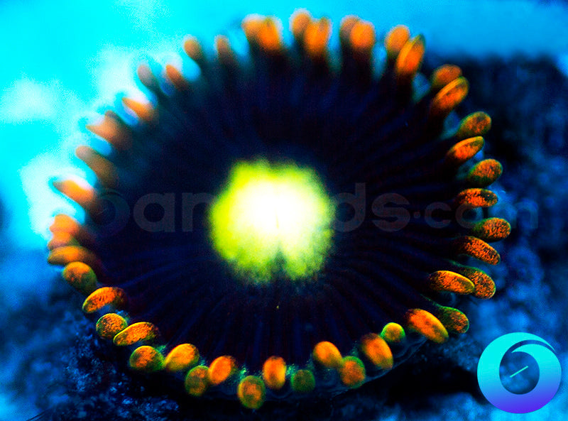 NEW RELEASE: Special Ops