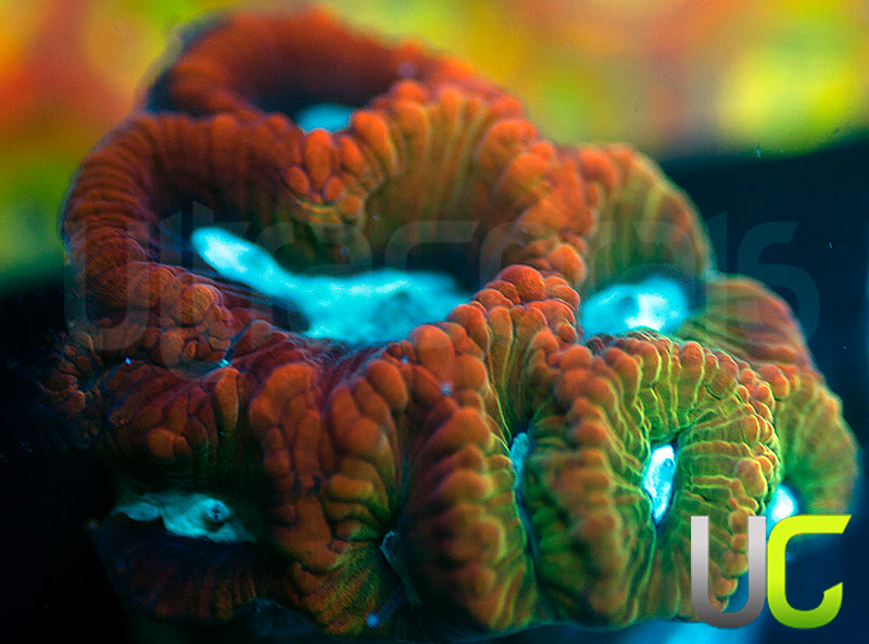NEW RELEASE: UC Rainbow Cardinal Favia