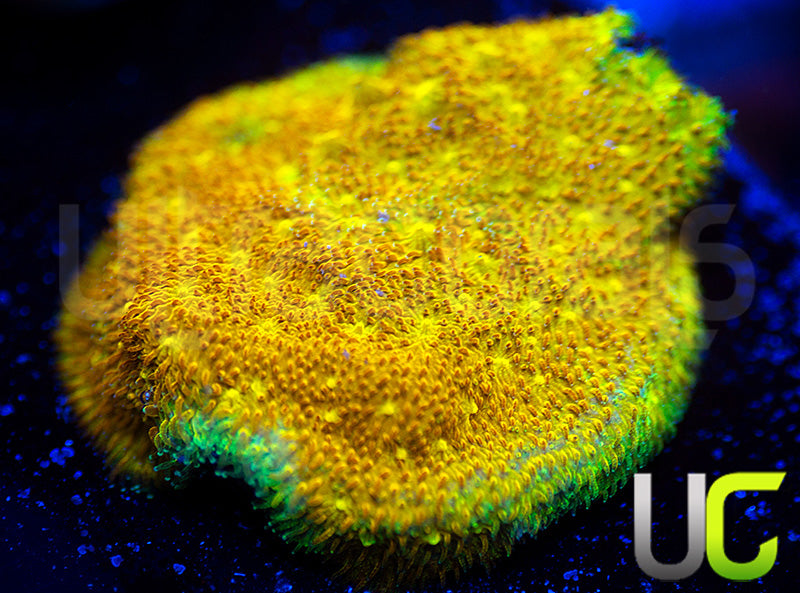 Yellow Yutz Psammocora