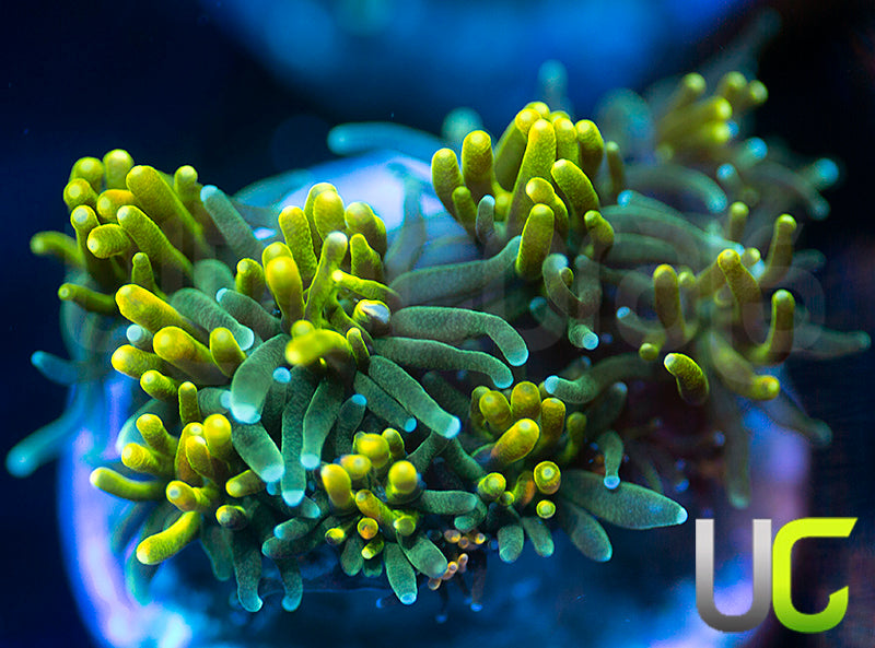 UC Lemon Lime Galaxia