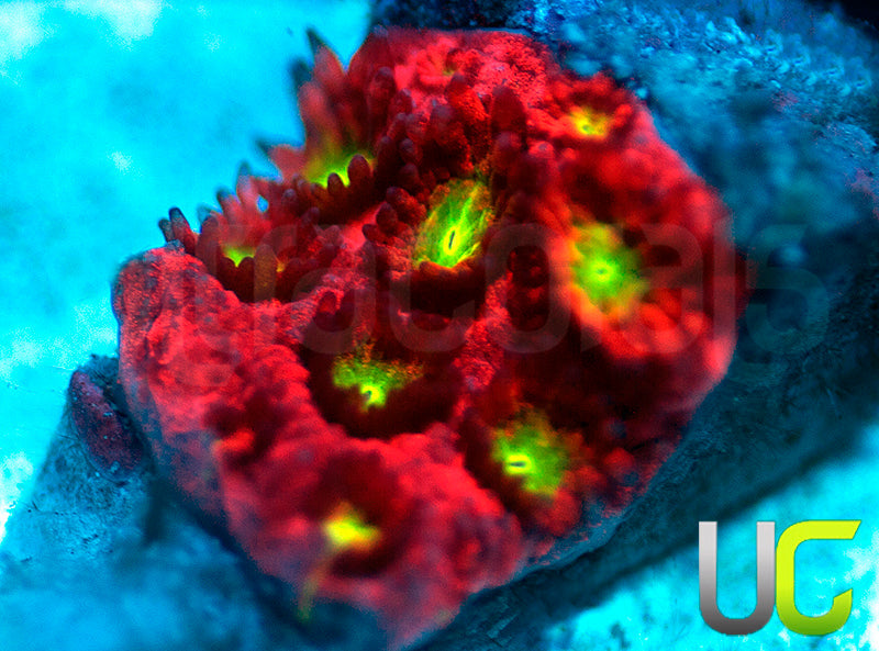 UC Sweet Tart Madracis