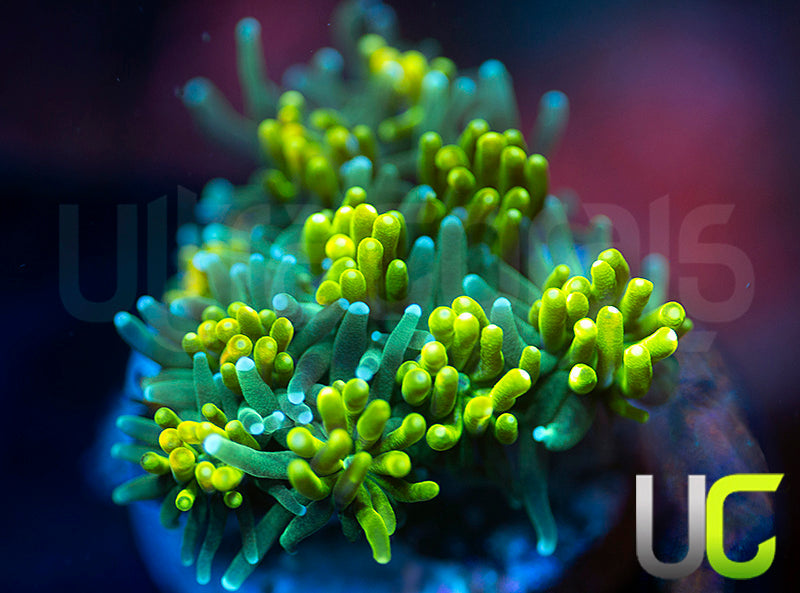 UC Lemon Lime Galaxia