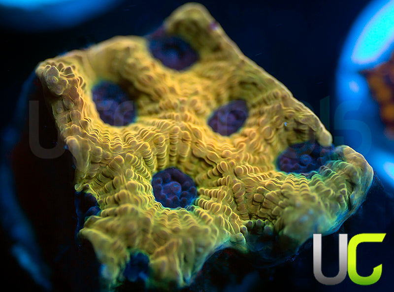 UC Mamba Jamba Favia